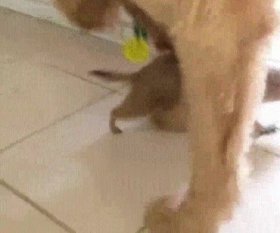 perro,perrito de la pradera,amistad