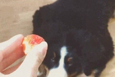 Enlace a Perro flipándolo con el sabor de esta nueva chuche