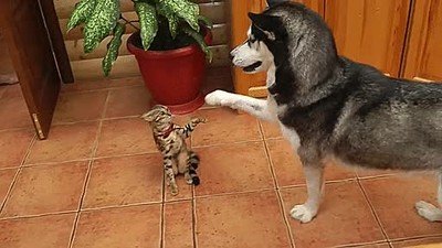 perro,gato,saludar,raperos