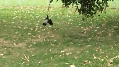 pajaro,jugar,ni&ntilde;os,peque&ntilde;os,mirar