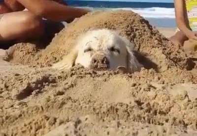 perro,acabar,broma,arena