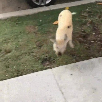 Enlace a Conocer a animales de otras razas puede ser muy divertido