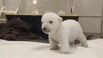 Enlace a Así es un oso polar recién nacido