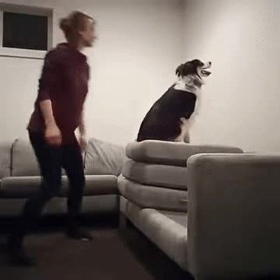 perro,salto,fe,sofa