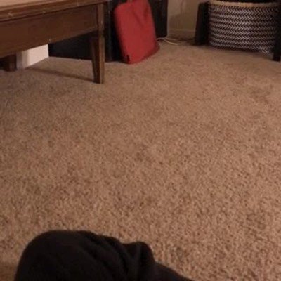 Enlace a The Flash del mundo canino, Si pestañeas te lo pierdes