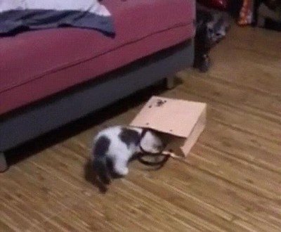 houdini,reencarnar,gato