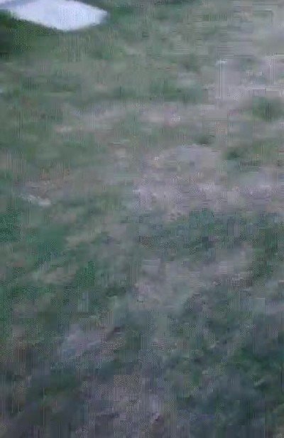 jurassic,world,gallinas