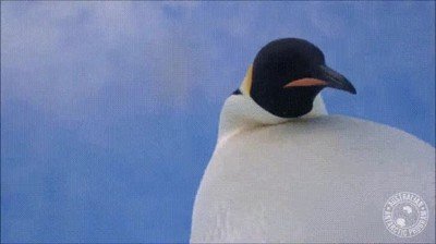 reaccion,pinguinos,camara oculta