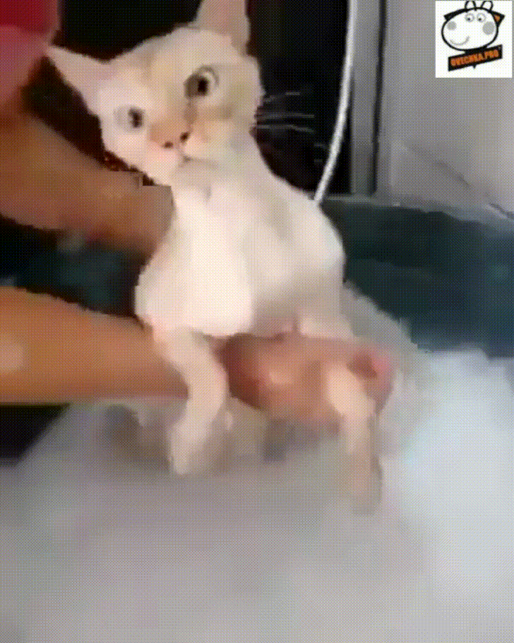 baño,gato,mirada perdida