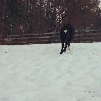 animales,perro,disfrutar,dia,nieve