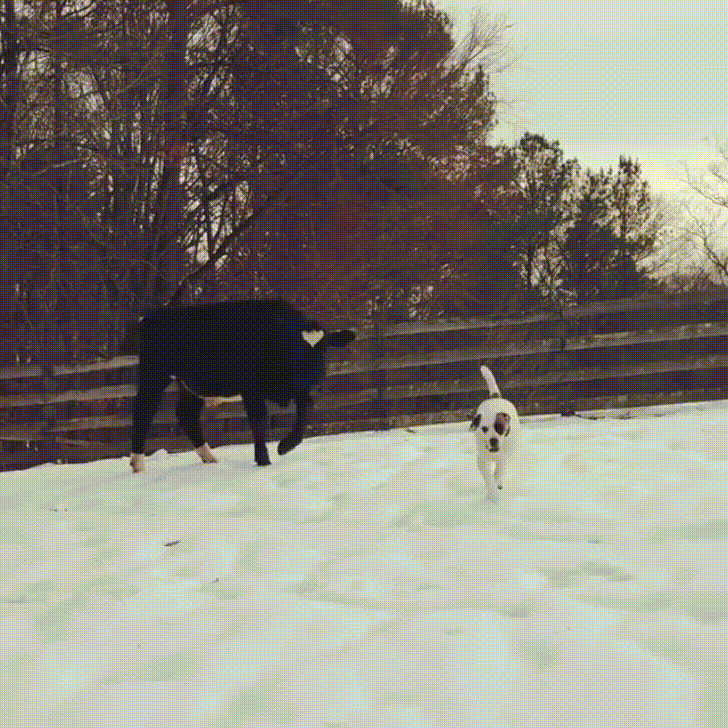 animales,dia,disfrutar,nieve,perro