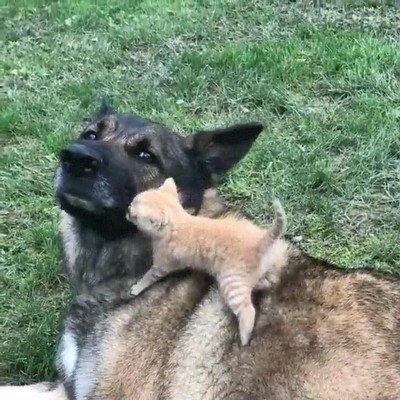 adorable,perro,gatito