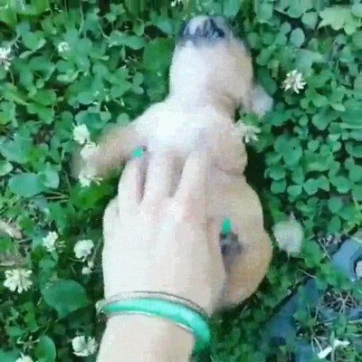 adorable,dia,perro