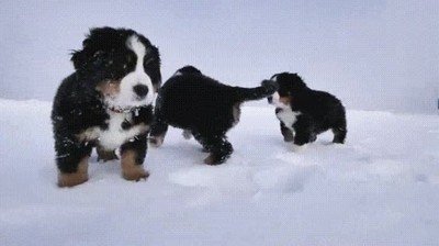 adorable,cachorros,perros,nieve