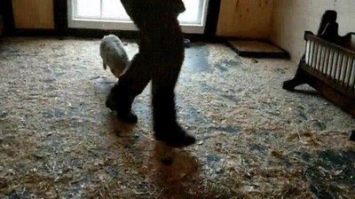 ojala,feliz,cerdo,santuario