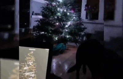 futuro,arbol,navidad,app