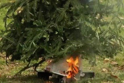 cuidado,arbol,navidad,despiste