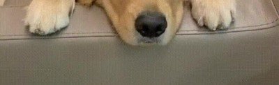 adorable,hoy,mirada,perro