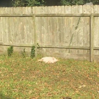 Enlace a Se acabó la siesta. Es hora de jugar