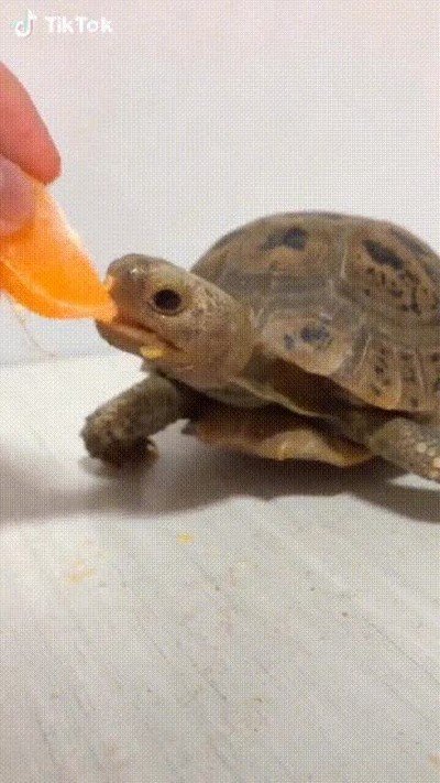 Enlace a La reacción de una tortuga al comer mandarina por primera vez en su vida