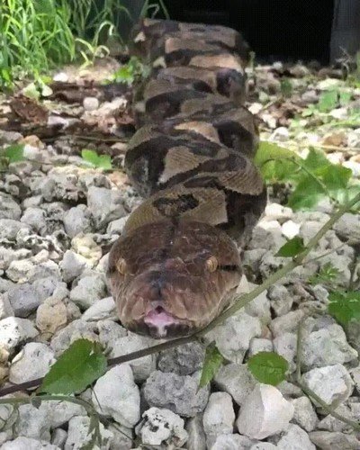 miedo,piton,reticulada