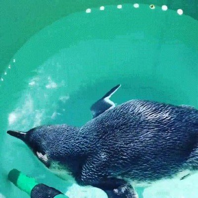 Enlace a Un pingüino rescatado que se merece un momento de paz