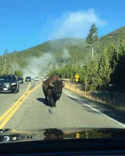 tranquila,ma&ntilde;ana,yellowstone