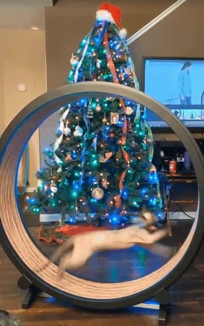 gato,disfrutar,regalo,papa