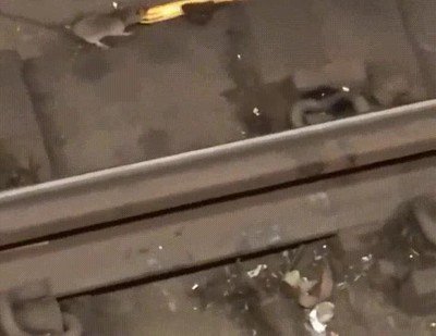 ratas,churro,a&ntilde;o nuevo