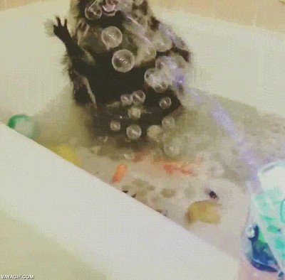 mapache,baño,burbuja