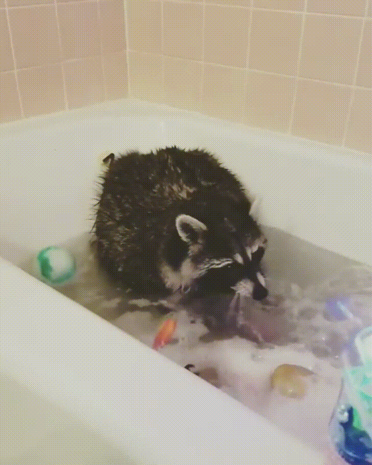 baño,burbuja,mapache