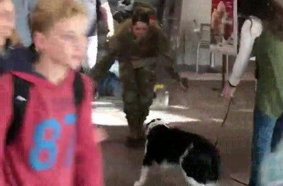 volver,perro,esperar