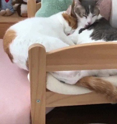 escena,adorable,gatitos