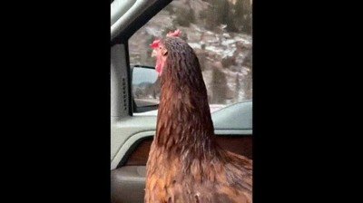 Enlace a Le gusta mirar por la ventana miendras conduces