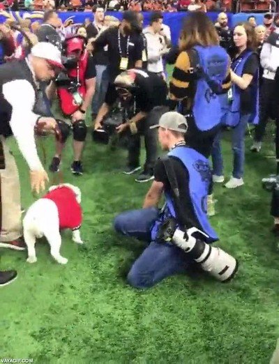 Enlace a Cuando el juego de mascotas se te va de las manos