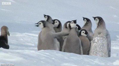 Enlace a Círculo de defensa entre pingüinos bebés para protegerse entre ellos