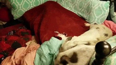 madre,cerdo,buenos d&iacute;as