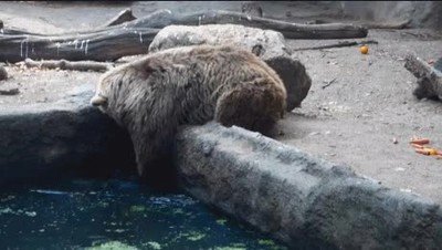 Enlace a Un oso rescatando a un cuervo que iba a morir ahogado