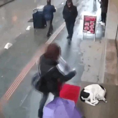 perrito,callejero,bufanda