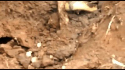 casa,disculpe,molestias,serpiente,arbol