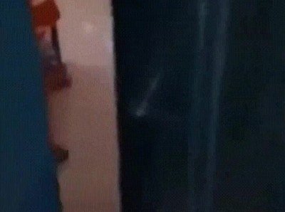 solo en casa,pillada,perro