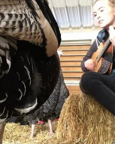 Animales que quedan fascinados con el sonido de una buena canción animales,fascinados,sonido