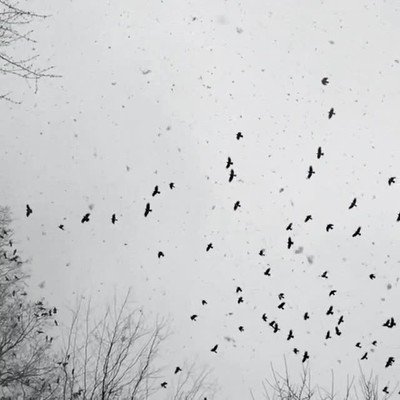 cuervos,volar,nieve