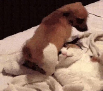 compartir piso,gato,cara