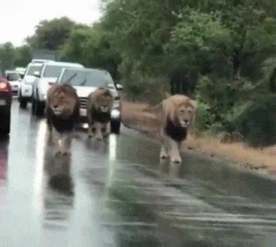 motivo,atascos,sudafrica