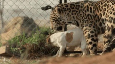 amor,especies,sorprender