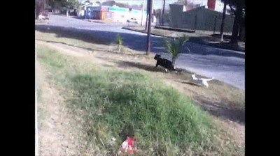 gato,defender,territorio