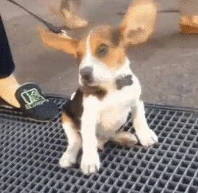 problema,orejas,adorable