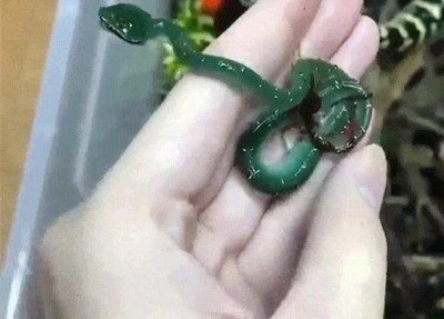 serpiente,recien,nacida,alucinante