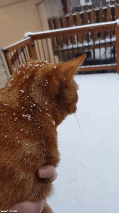 diablos,caer,cielo gato